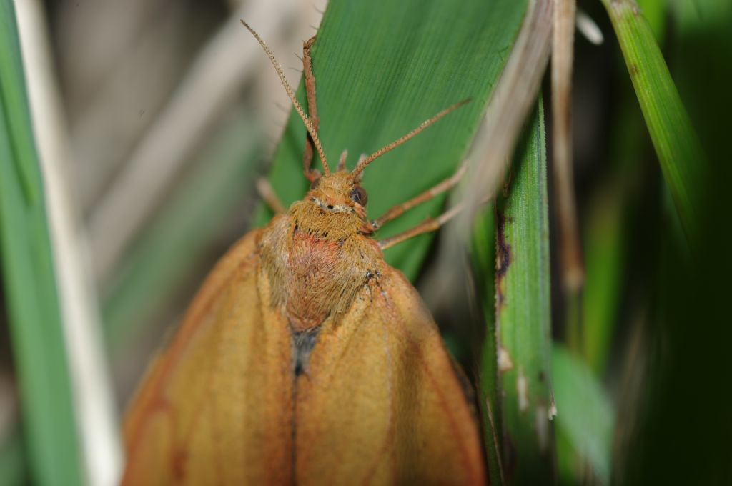 Lepidottero 2 - Diacrisia sannio, Erebidae Arctiinae